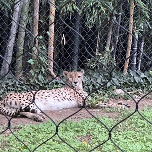 Africa trail- Cheetah- Carmelita