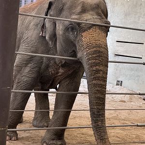 Elephant trails- Kamala begging for treats
