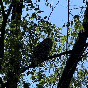 Wild barred owl