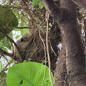 Amazonia- two-toed sloth- Howie