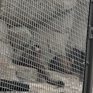 Small Mammal House- Collared brown lemur- Beemer- Bentley