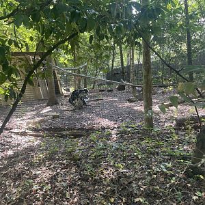 Birmingham Zoo- Wilds of Alabama- Wild turkey exhibit