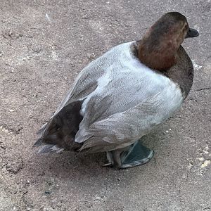 Male canvasback
