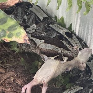 Rhino viper eating a rat