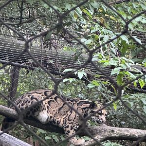 Asia Trail- clouded leopard- Jilian