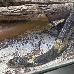 Reptile Discovery Center- Snouted cobra