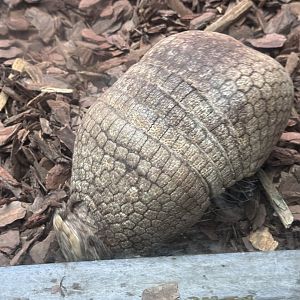 Small Mammal House- a VERY OLD three-banded armadillo
