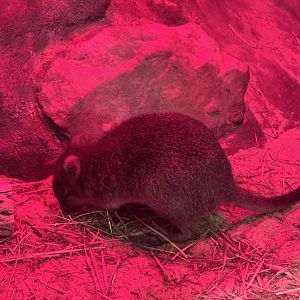 Small Mammal House- brush-tailed bettong