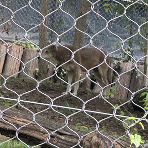 American Trail- red wolf- Kiawah