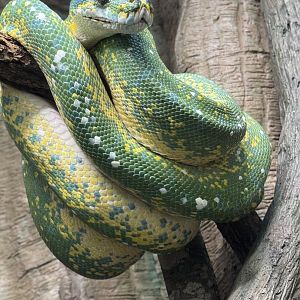 Reptile Discovery Center- Green tree python