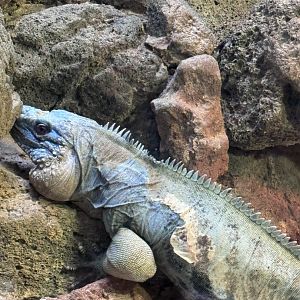 Male grand cayman iguana