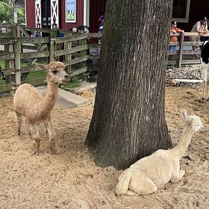 Kids Farm- alpaca- Orion- Cirrus