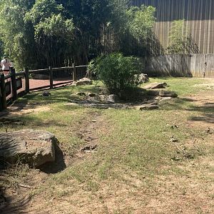 Birmingham Zoo- Trails of Africa- Aldabra giant and radiated tortoise exhibit