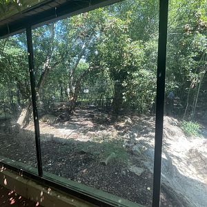 Birmingham Zoo- Cat House- African lion exhibit (temporary)