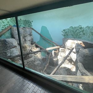 Birmingham Zoo- Cat House- Pallas’ cat exhibit #1