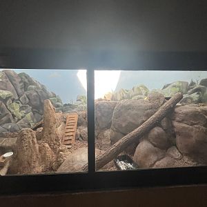 Birmingham Zoo- Cat House- Fennec fox exhibit