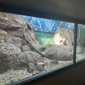 Birmingham Zoo- Cat House- Pallas’ cat exhibit #2