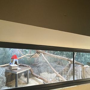 Birmingham Zoo- Cat House- Black-footed cat exhibit #1