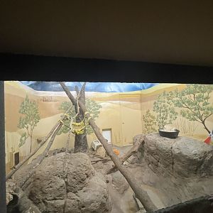 Birmingham Zoo- Cat House- Sand cat exhibit