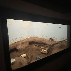 Birmingham Zoo- Cat House- Black-footed cat exhibit #2