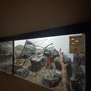 Birmingham Zoo- Cat House- Pallas’ cat exhibit #3