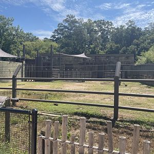 Birmingham Zoo- Trails of Africa- Black rhinoceros exhibit