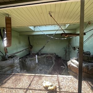 Birmingham Zoo- Primate House- Black-handed spider monkey indoor exhibit