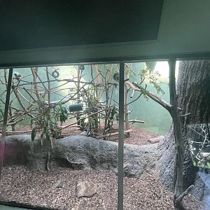 Birmingham Zoo- Primate House- Cotton-top tamarin exhibit