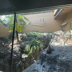 Birmingham Zoo- Primate House- Crowned lemur and ring-tailed lemur exhibit