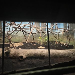 Birmingham Zoo- Primate House- Squirrel monkey exhibit