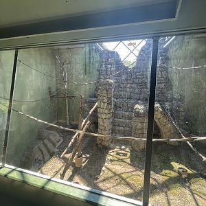 Birmingham Zoo- Primate House- Black howler monkey exhibit