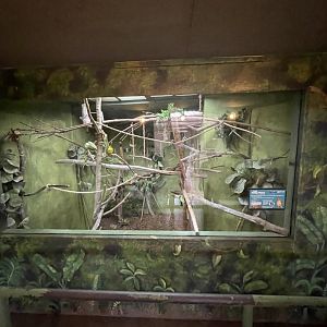 Birmingham Zoo- Primate House- Taveta golden weaver exhibit