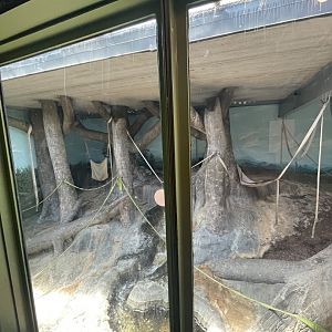 Birmingham Zoo- Primate House- Terrible Sumatran orangutan exhibit