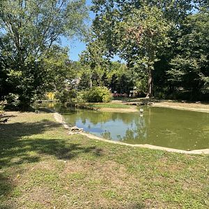 Birmingham Zoo- Bird Gardens- Caribbean flamingo and black-necked swan exhibit