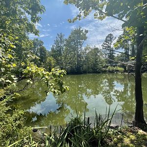 Birmingham Zoo- Bird Gardens- Mute swan pond
