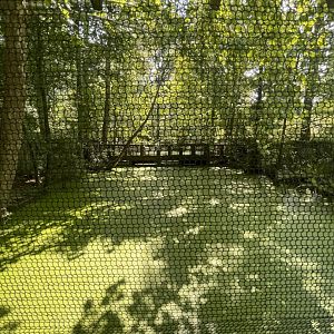 Birmingham Zoo- American alligator exhibit