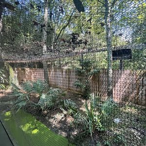 Birmingham Zoo- Barred owl and red-shouldered hawk exhibit