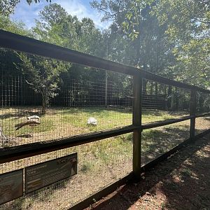 Birmingham Zoo- Bird Gardens- Kori bustard and blue duiker exhibit