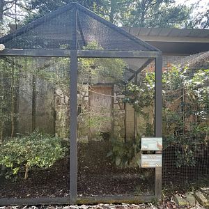 Birmingham Zoo- Bird Gardens- Pheasant pigeon and blue-crowned honeyeater exhibit