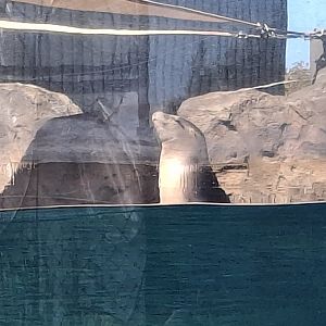 Adventure Cove- California Sea Lion