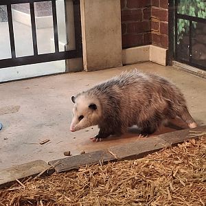 Adventure Cove- Virginia Opposum
