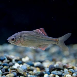 Red Tabira Bitterling (Acheilognathus tabira erythropterus)