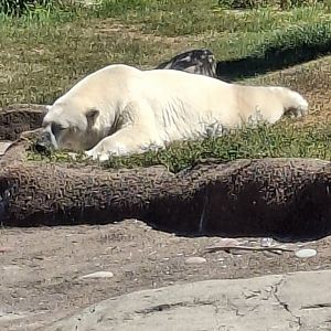 Polar Frontier- Polar Bear