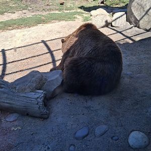 Polar Frontier- Alaskan Brown Bear