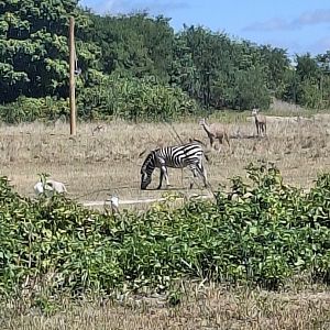 Heart of Africa- Grant's Zebra