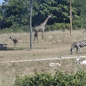 Heart of Africa- Various Hoofstock