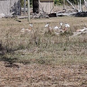 Heart of Africa- Dama Gazelle