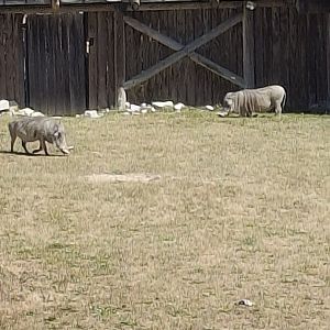 Heart of Africa- Warthog