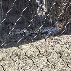 Heart of Africa- Cheetah