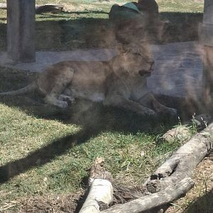 Heart of Africa- African Lion